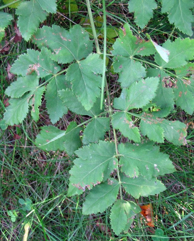 Angelica sylvestris?  No,  Cervaria rivini ed altre due specie