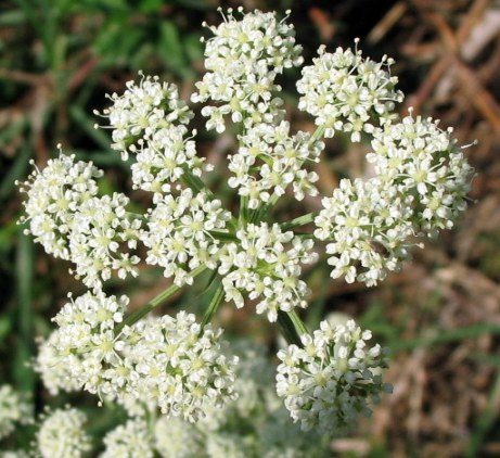 Angelica sylvestris?  No,  Cervaria rivini ed altre due specie