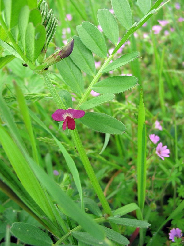 Vicia sativa?