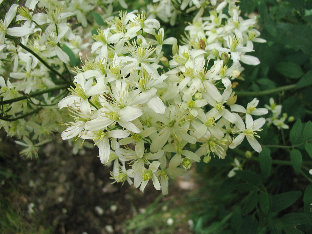 Clematis vitalba?