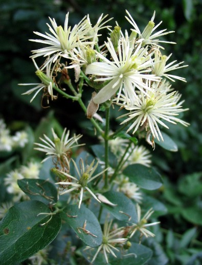 Clematis vitalba?