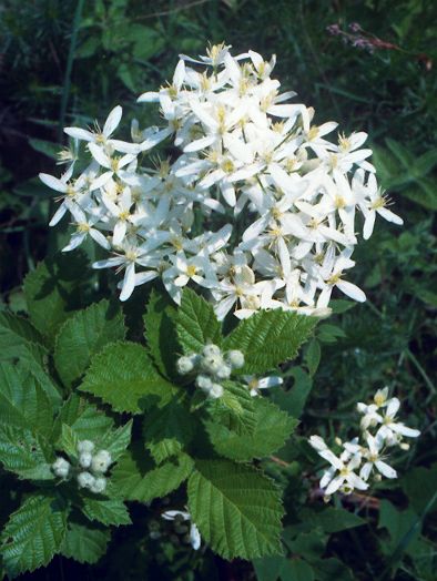 Clematis vitalba?