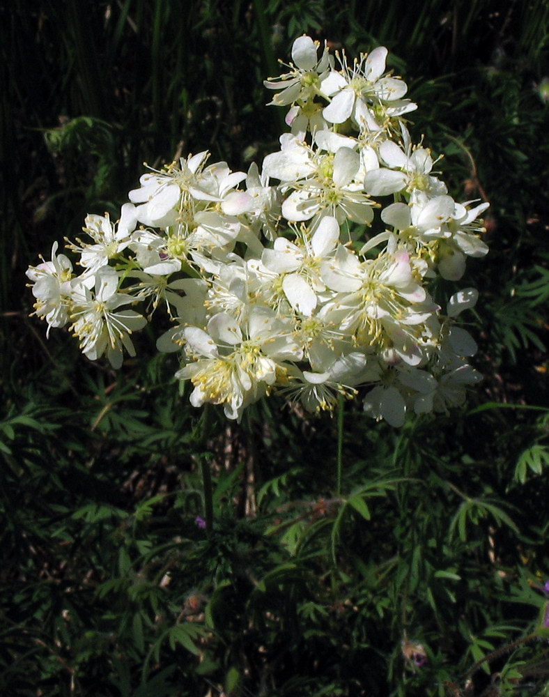 Clematis vitalba?