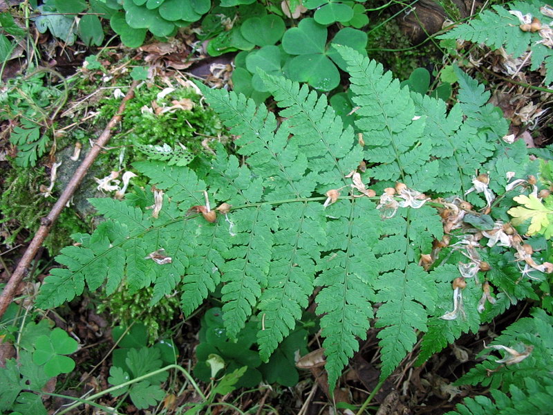 Dryopteris dilatata?