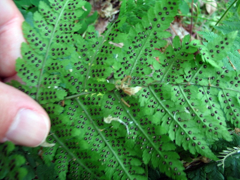 Dryopteris dilatata?