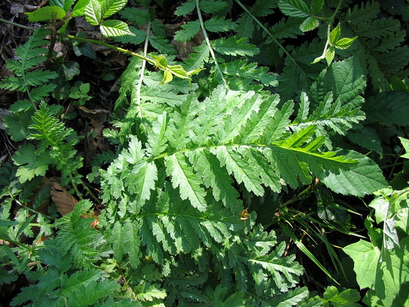 Dryopteris dilatata?