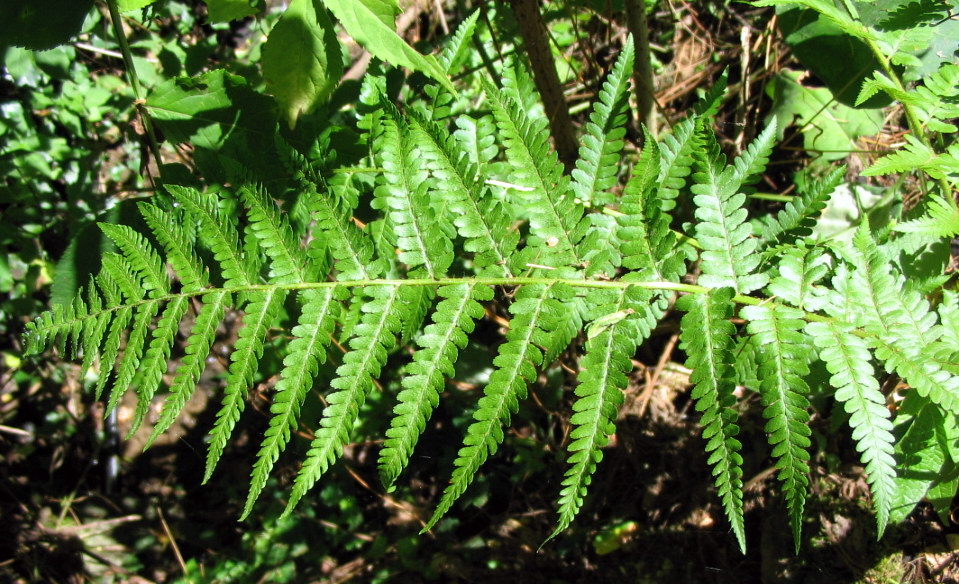 Dryopteris borreri? No, Dryopteris cfr. filix-mas