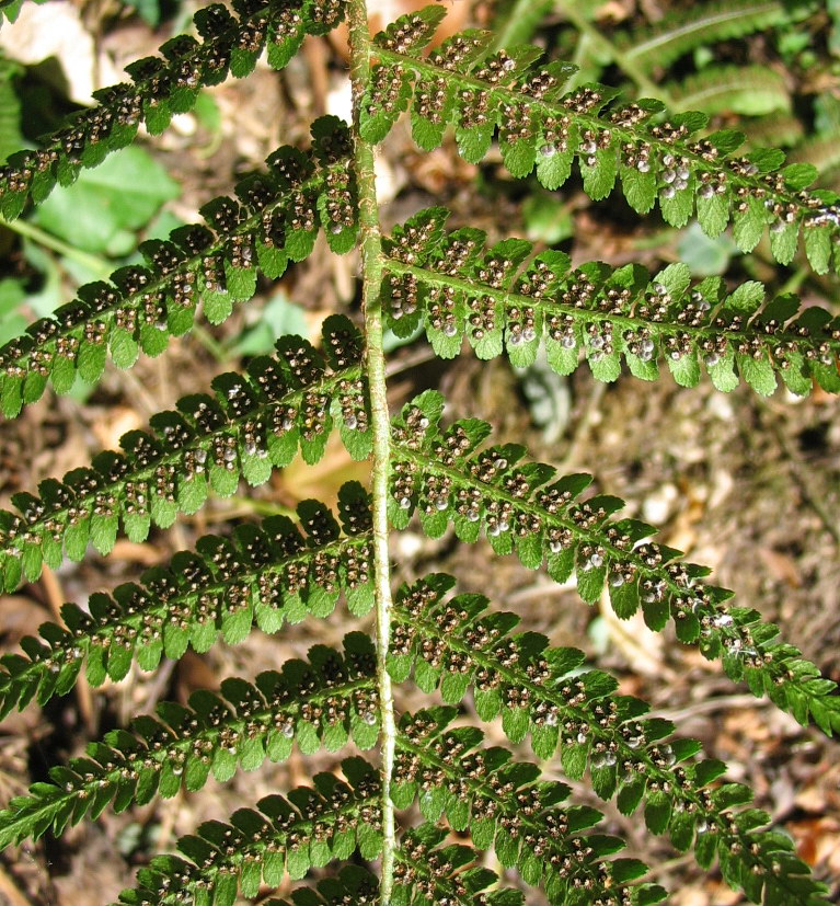 Dryopteris borreri? No, Dryopteris cfr. filix-mas