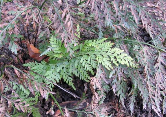 Asplenium adiantum-nigrum e/o onopteris da confermare