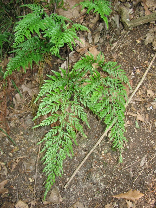 Asplenium adiantum-nigrum e/o onopteris da confermare