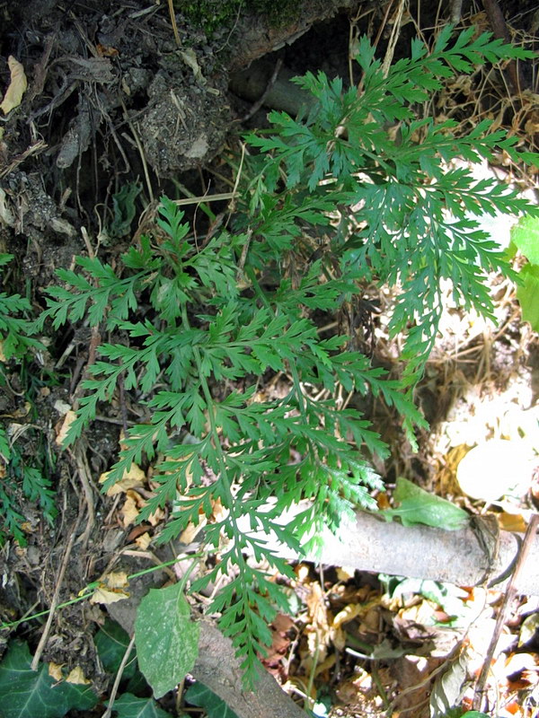 Asplenium adiantum-nigrum e/o onopteris da confermare