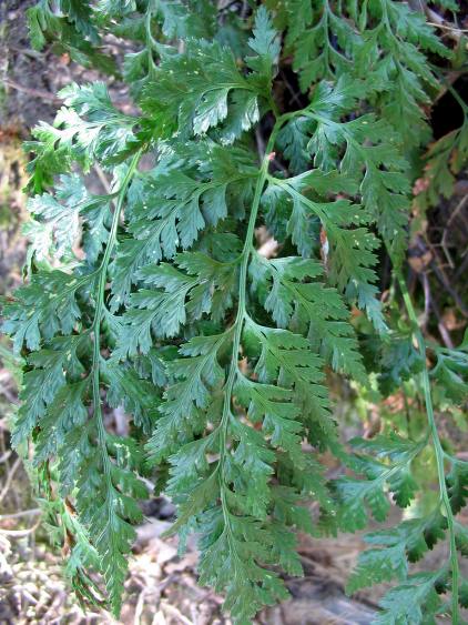 Asplenium adiantum-nigrum e/o onopteris da confermare