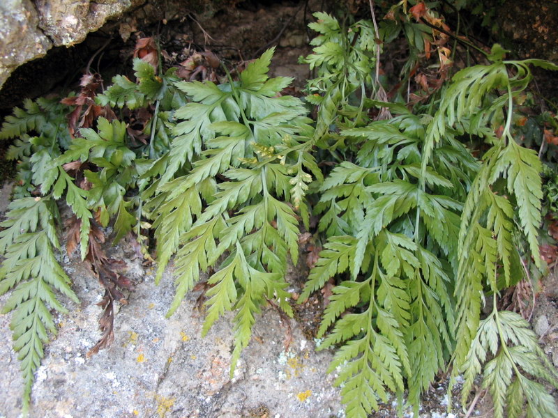 Asplenium adiantum-nigrum e/o onopteris da confermare