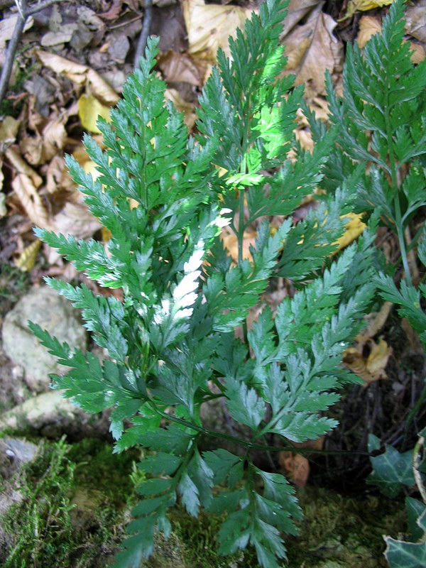 Asplenium adiantum-nigrum e/o onopteris da confermare