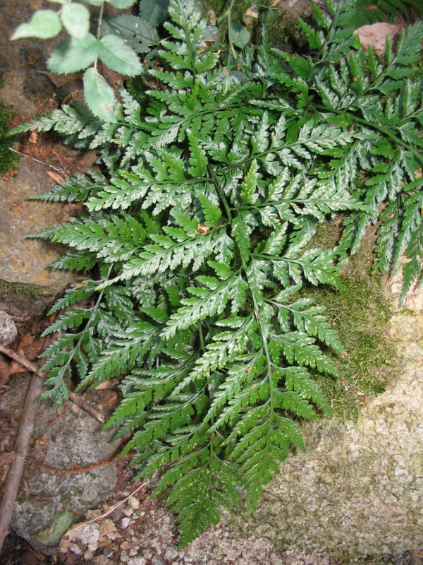 Asplenium adiantum-nigrum e/o onopteris da confermare