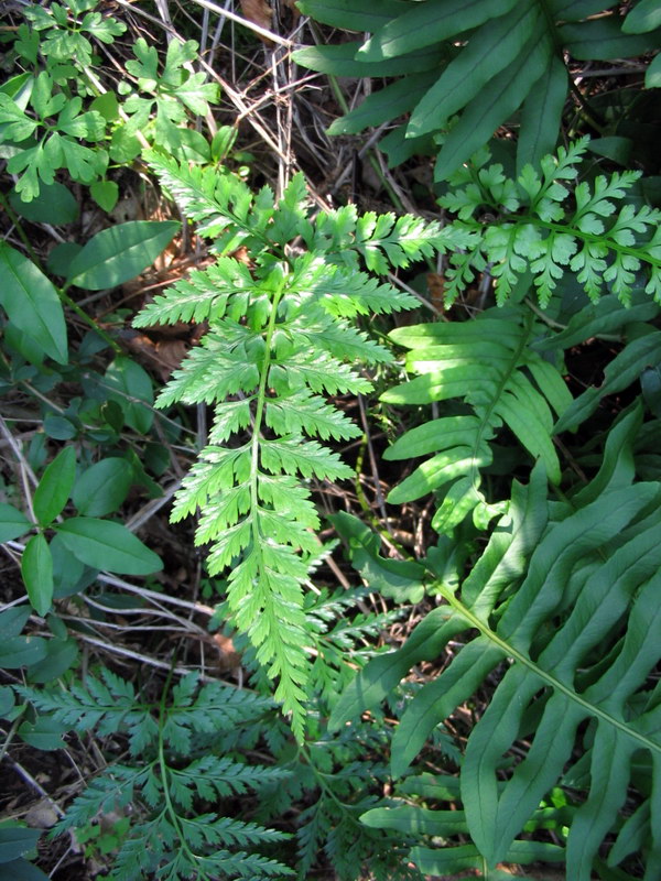 Asplenium adiantum-nigrum e/o onopteris da confermare