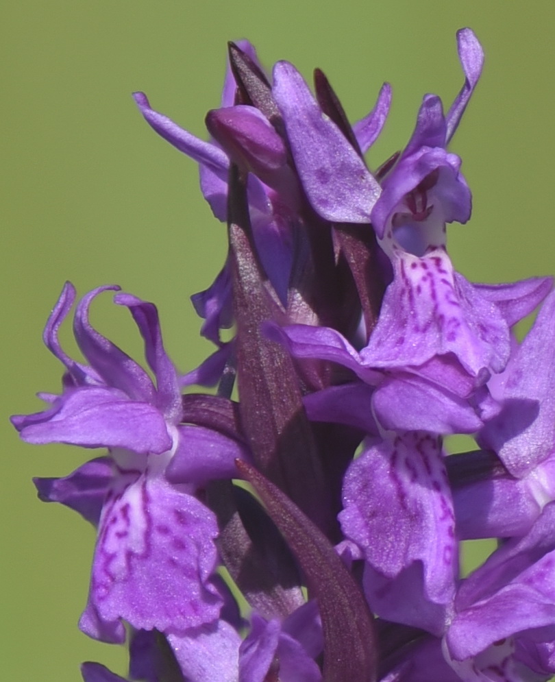 Dactylorhiza incarnata var. haematodes oppure 