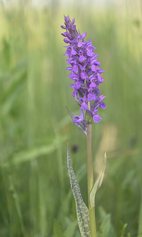 Dactylorhiza incarnata var. haematodes oppure 