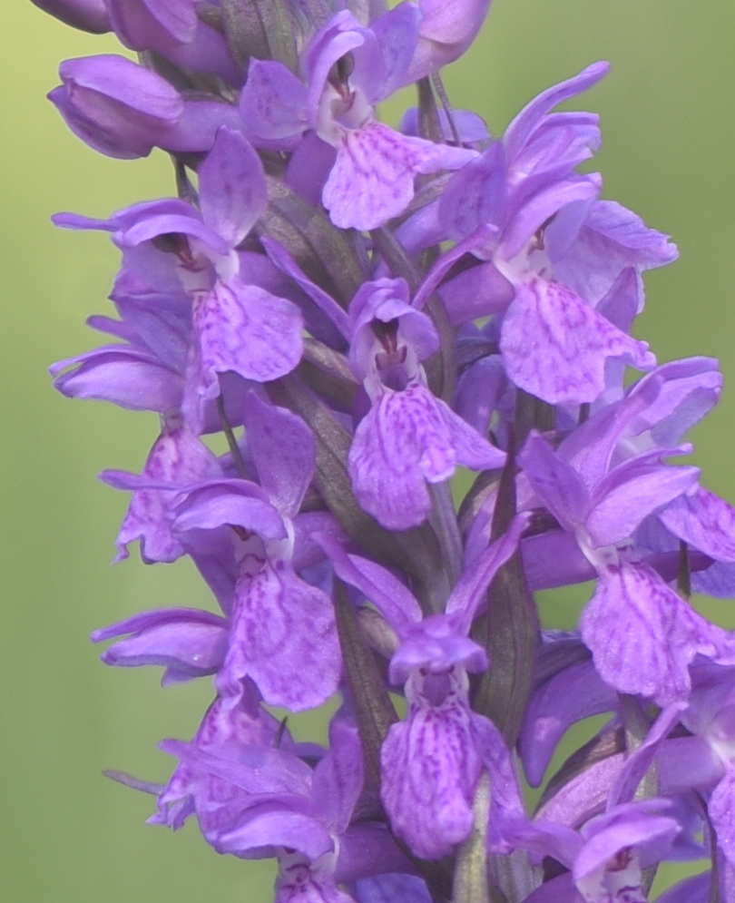 Dactylorhiza incarnata var. haematodes oppure 