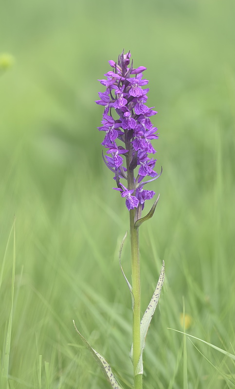 Dactylorhiza incarnata var. haematodes oppure 