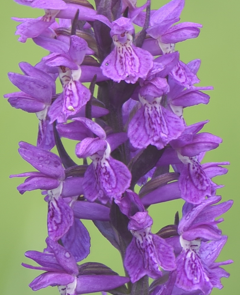 Dactylorhiza incarnata var. haematodes oppure 