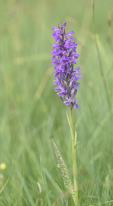Dactylorhiza incarnata var. haematodes oppure 