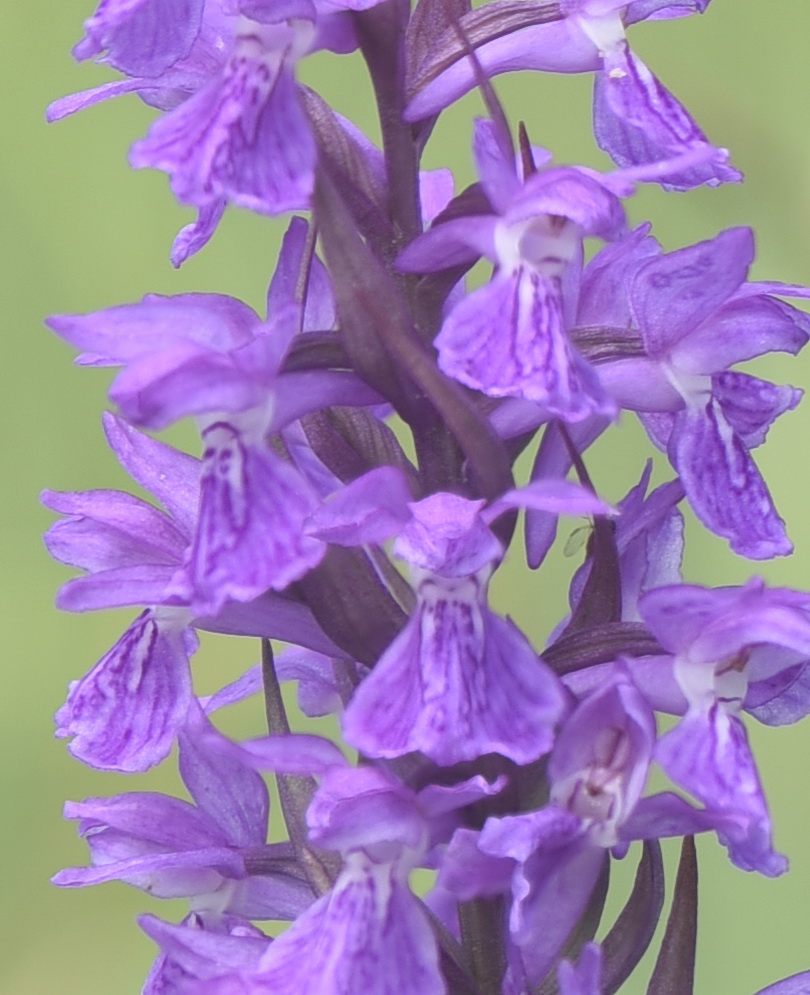 Dactylorhiza incarnata var. haematodes oppure 