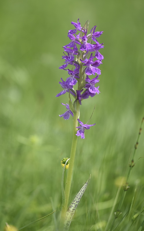 Dactylorhiza incarnata var. haematodes oppure 