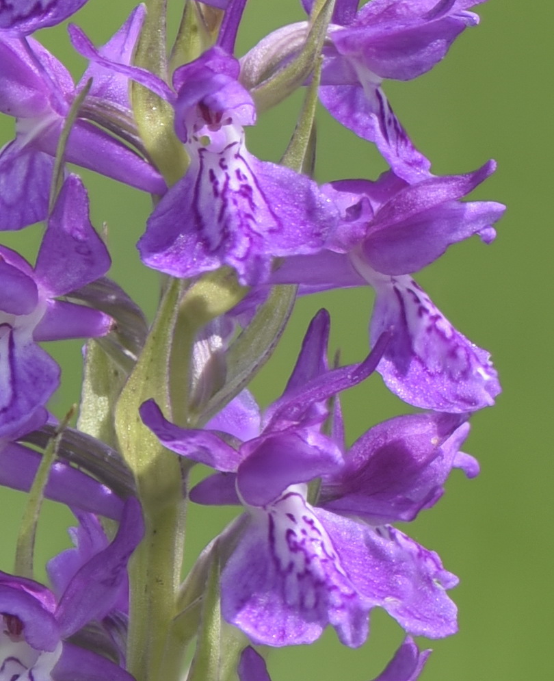 Dactylorhiza incarnata var. haematodes oppure 