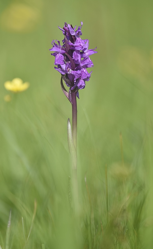 Dactylorhiza incarnata var. haematodes oppure 