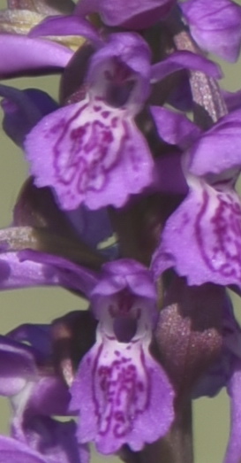 Dactylorhiza incarnata var. haematodes oppure 