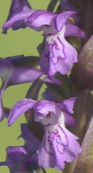 Dactylorhiza incarnata var. haematodes oppure 