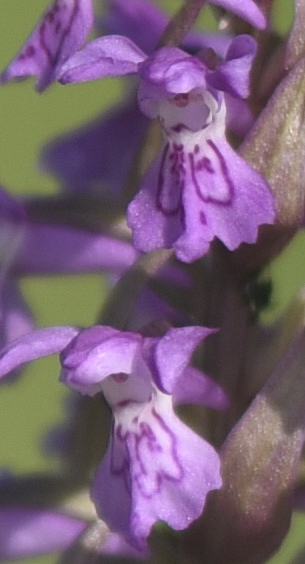 Dactylorhiza incarnata var. haematodes oppure 