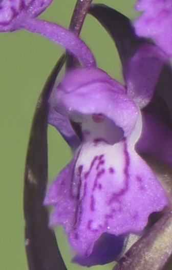 Dactylorhiza incarnata var. haematodes oppure 