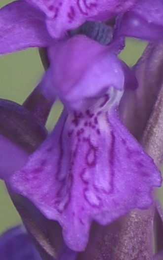 Dactylorhiza incarnata var. haematodes oppure 