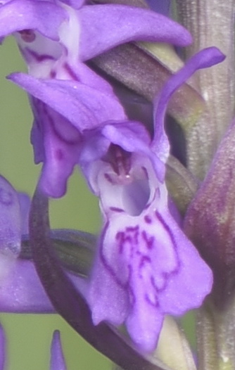 Dactylorhiza incarnata var. haematodes oppure 