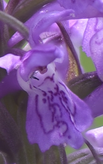 Dactylorhiza incarnata var. haematodes oppure 