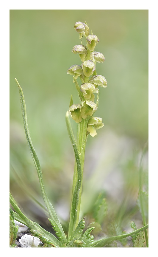 Orchidee Venete 2023 - 2