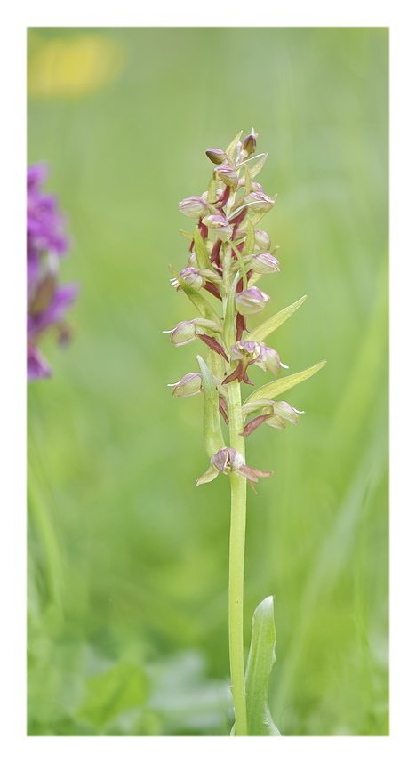 Orchidee Venete 2023 - 2