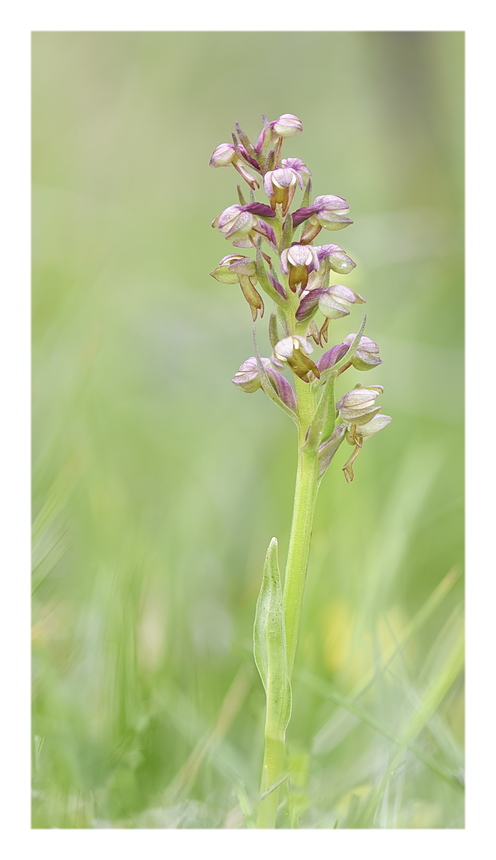 Orchidee Venete 2023 - 2