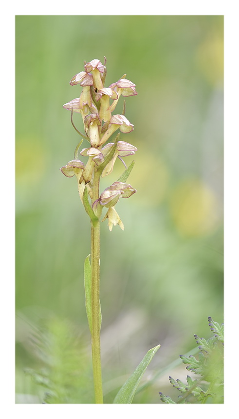 Orchidee Venete 2023 - 2