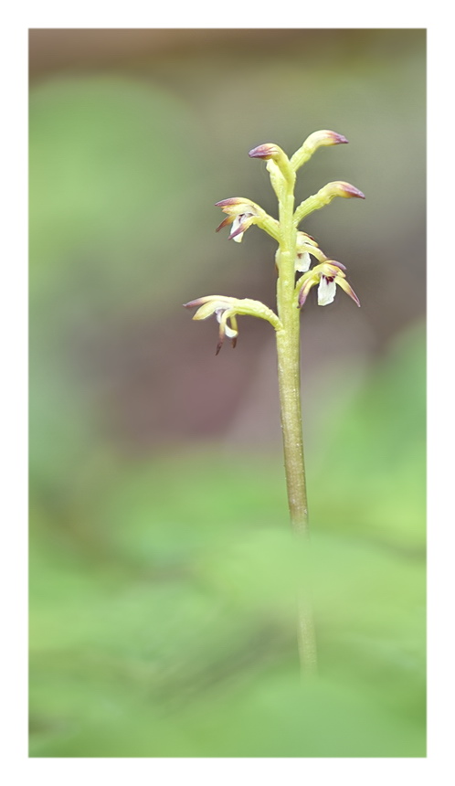 Orchidee Venete 2023 - 2