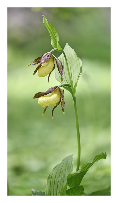 Orchidee Venete 2023 - 2