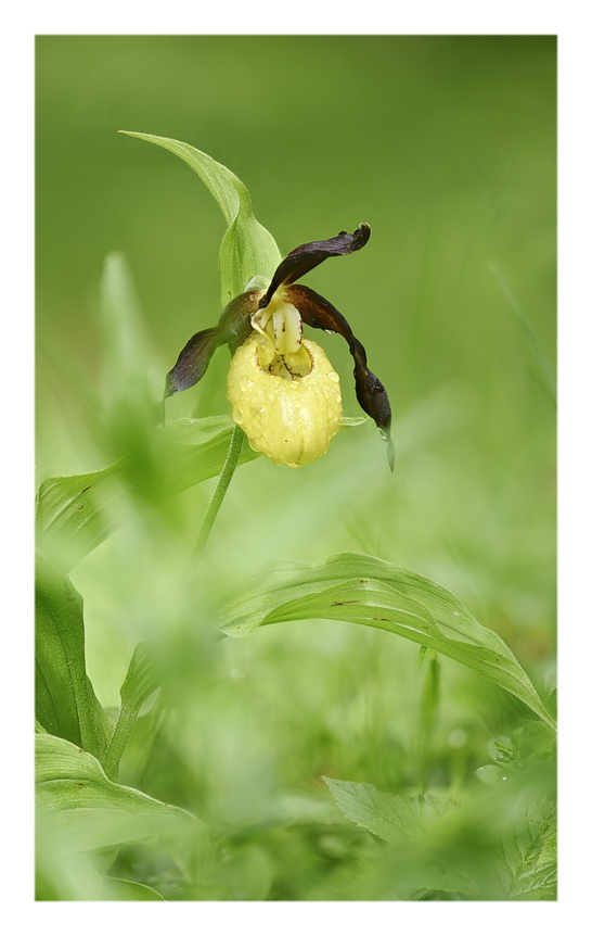 Orchidee Venete 2023 - 2