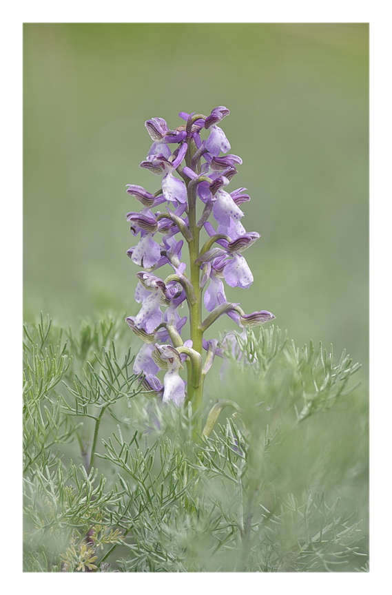 Orchidee Venete 2023 - 1