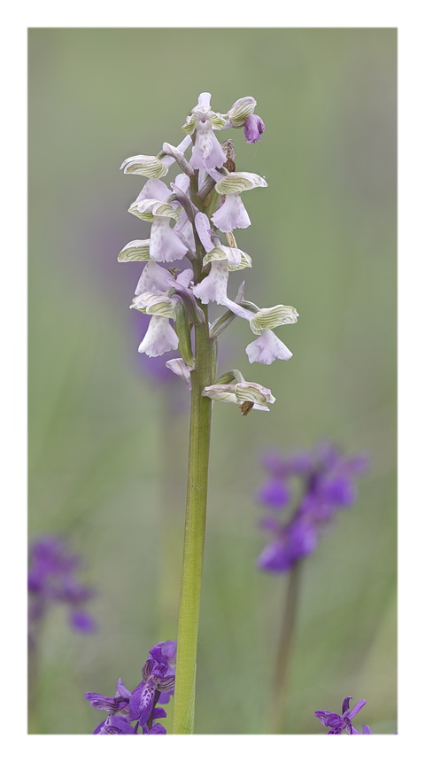 Orchidee Venete 2023 - 1