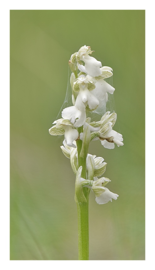 Orchidee Venete 2023 - 1