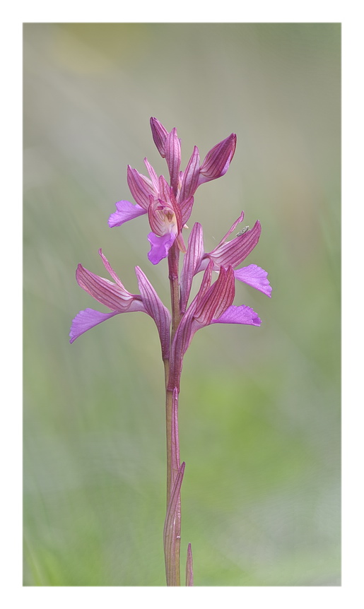 Orchidee Venete 2023 - 1