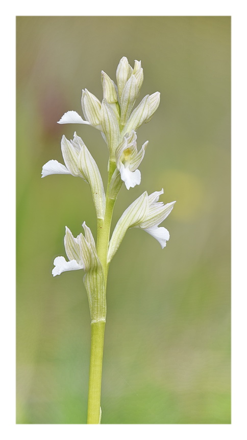 Orchidee Venete 2023 - 1