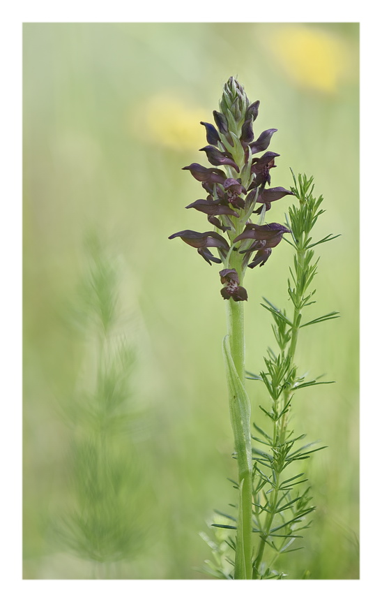 Orchidee Venete 2023 - 1